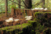 Mushroom, Angel-Wings