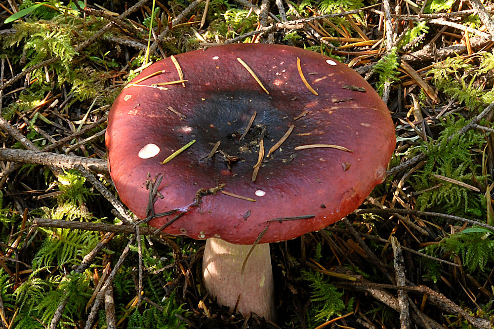 Blackish Red Russula Mushroom 