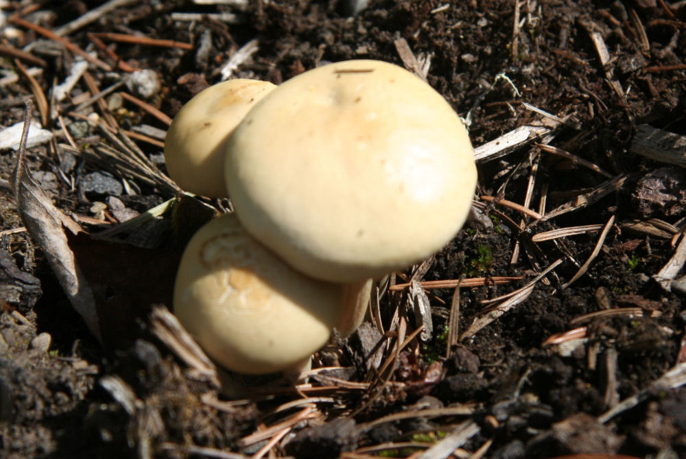 Canary Trich Mushroom