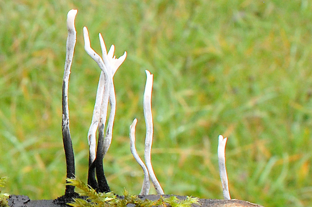 Carbon Antlers Mushroom