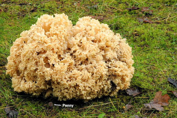 Rooting Cauliflower Mushroom