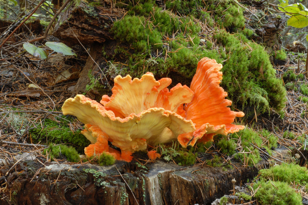 Chicken Mushroom