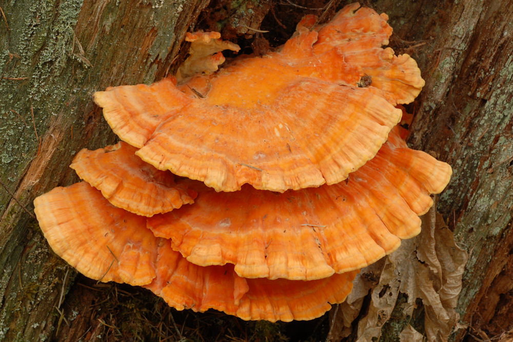 Chicken Mushroom