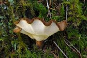Mushroom, Elegant Polypore