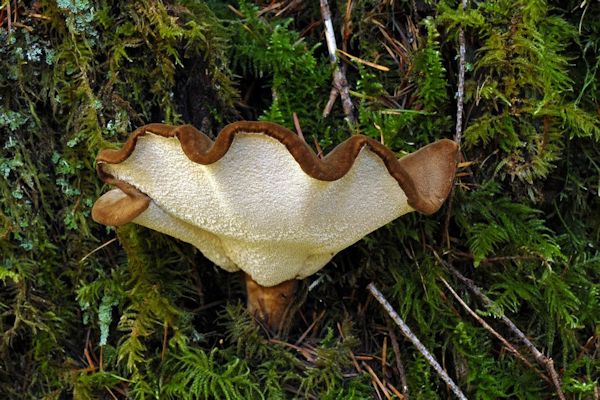 Elegant Polypore Mushroom