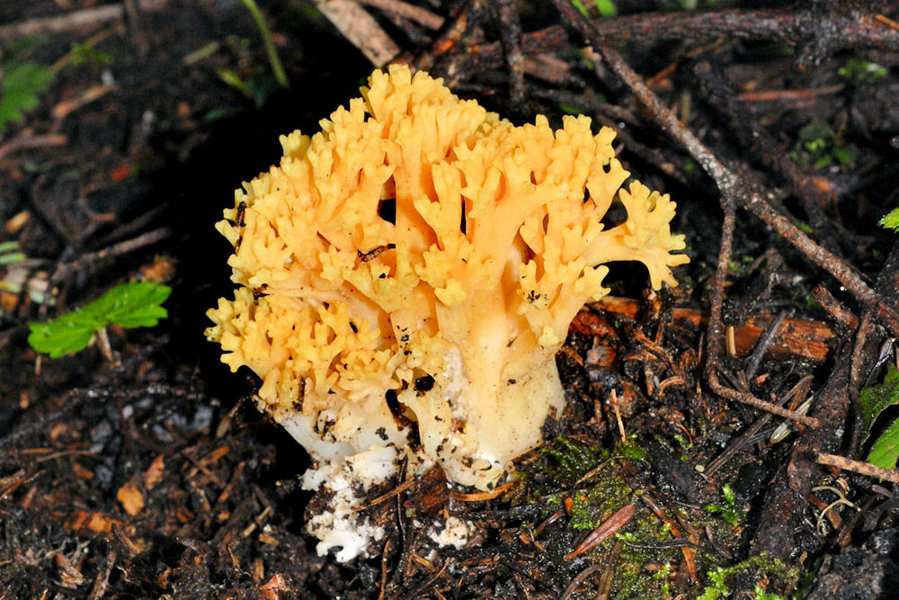 Cauliflower Mushroom