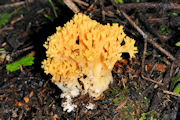 Mushroom, Golden Coral