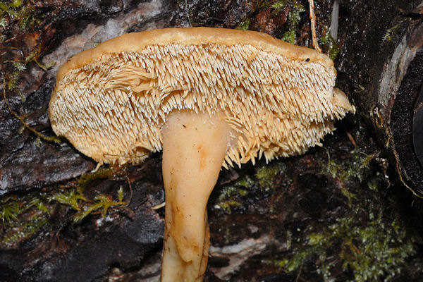 Hedgehog Mushroom