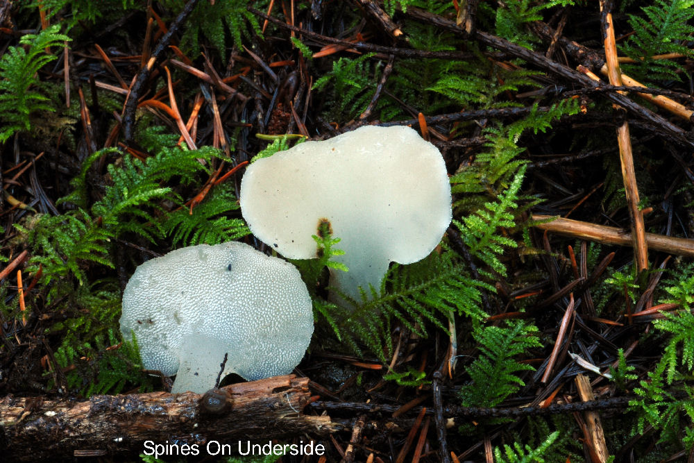 Cauliflower Mushroom