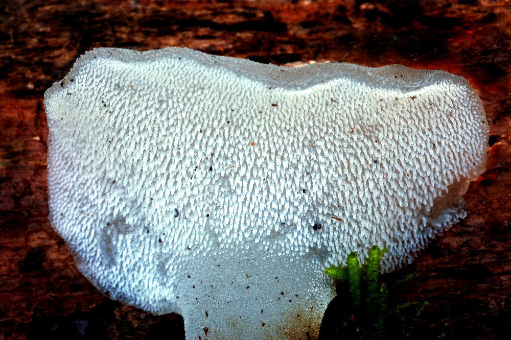 Cauliflower Mushroom