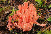 Mushroom, Light Red Coral
