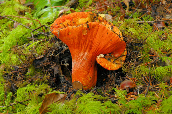 Lobster Mushroom