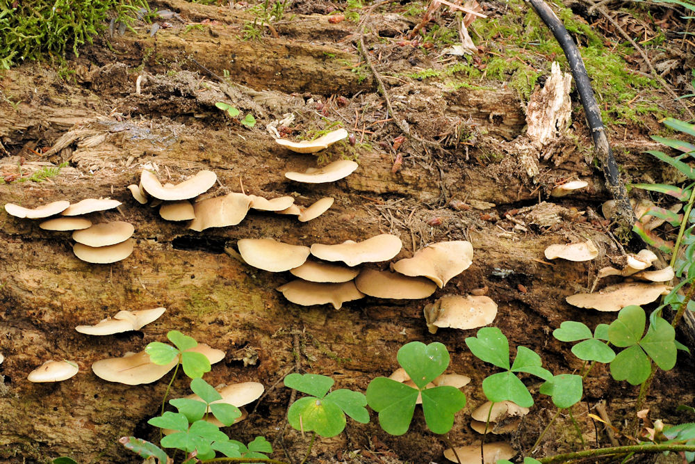 Oyster Mushroom