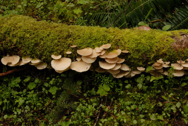 Oyster Mushroom