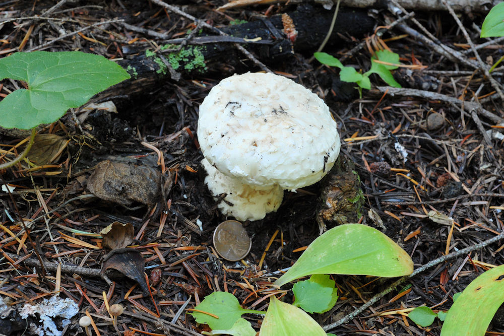 Panther Cap Mushroom