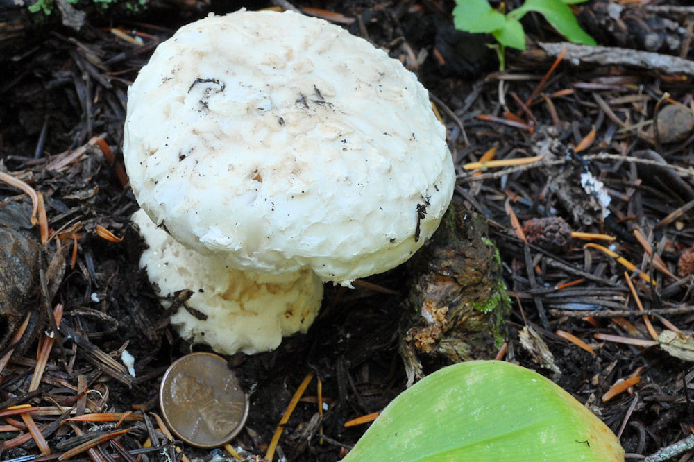 Panther Cap Mushroom 