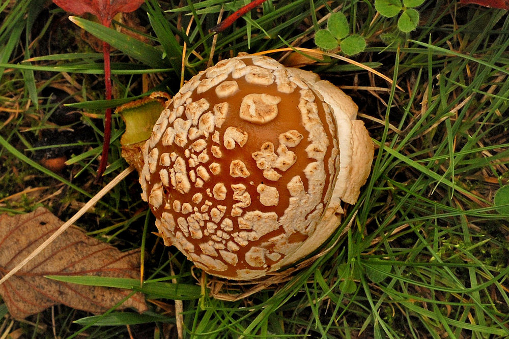 Panther Cap Mushroom 