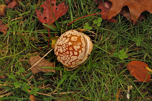 Panther Cap Mushroom