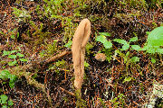 Mushroom, Pestle Shaped Coral