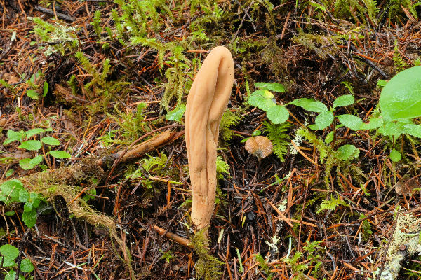 Pestle Shaped Coral Mushroom