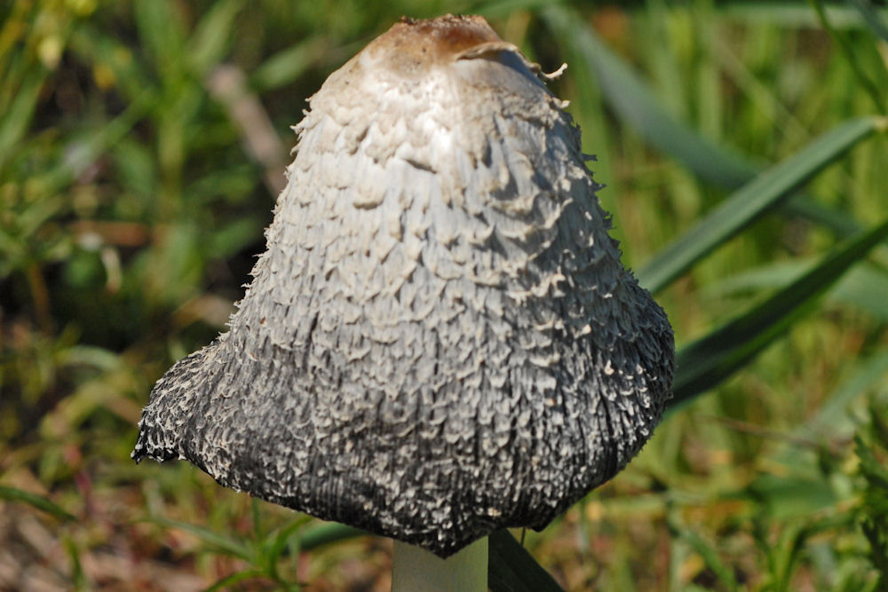 Shaggy Mane Mushroom