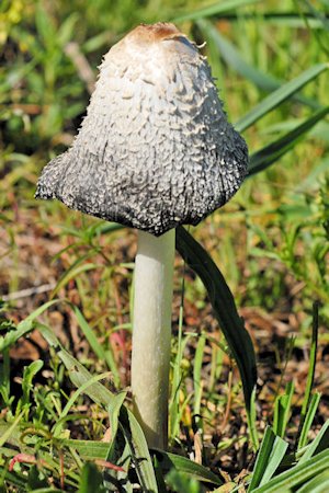 Shaggy Mane Mushroom