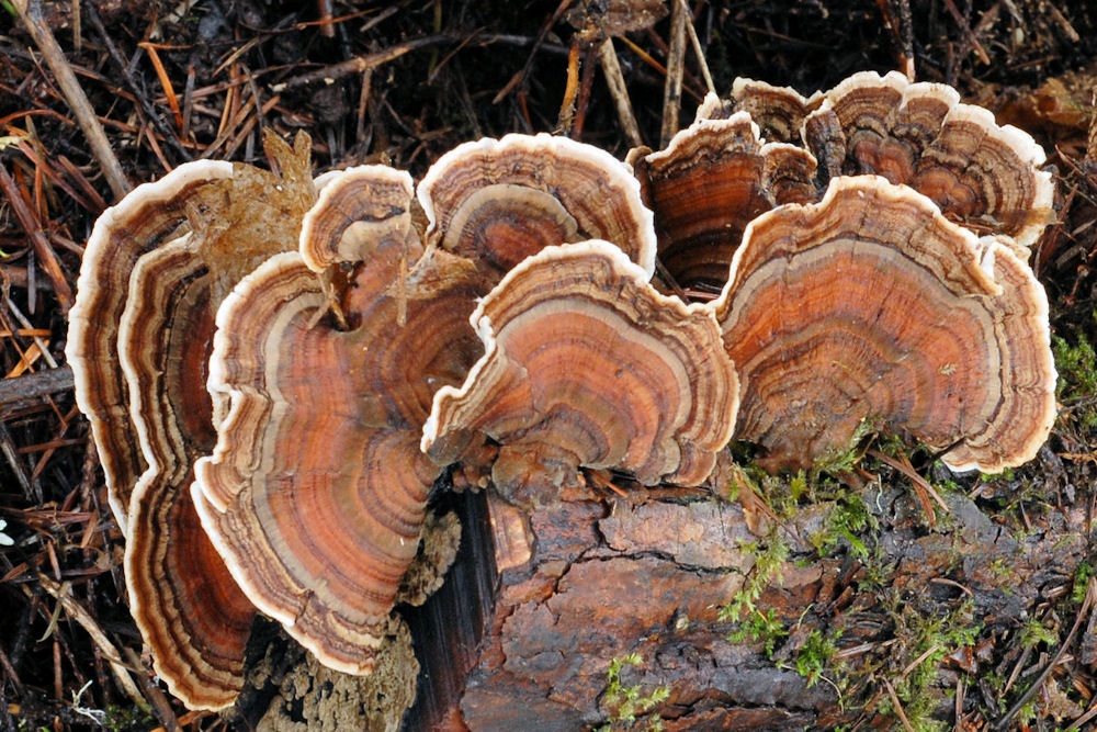 Turkey Tail Mushroom