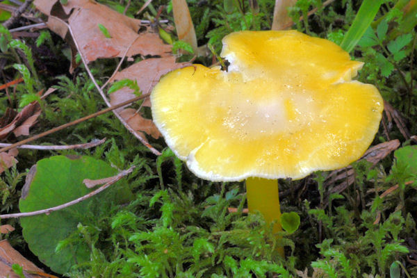 Golden Waxy Cap Mushroom