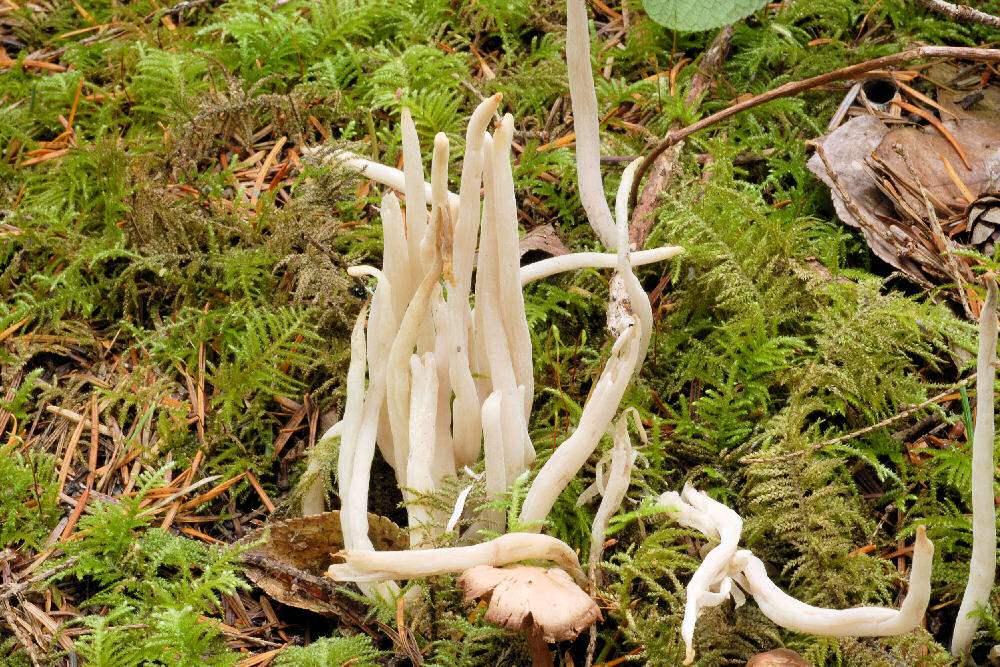 White Worm Coral Mushroom