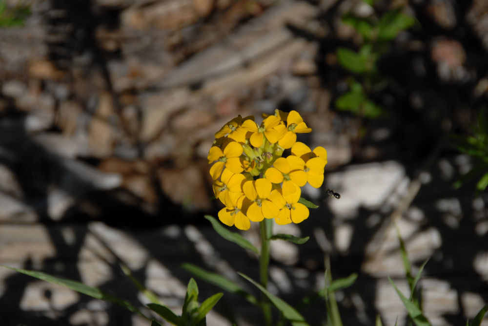 Field Mustard -  Wildflowers Found in Oregon