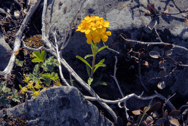 Wormseed Mustard