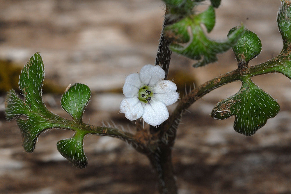 Meadow Nemophila Wildflowers Found in Oregon