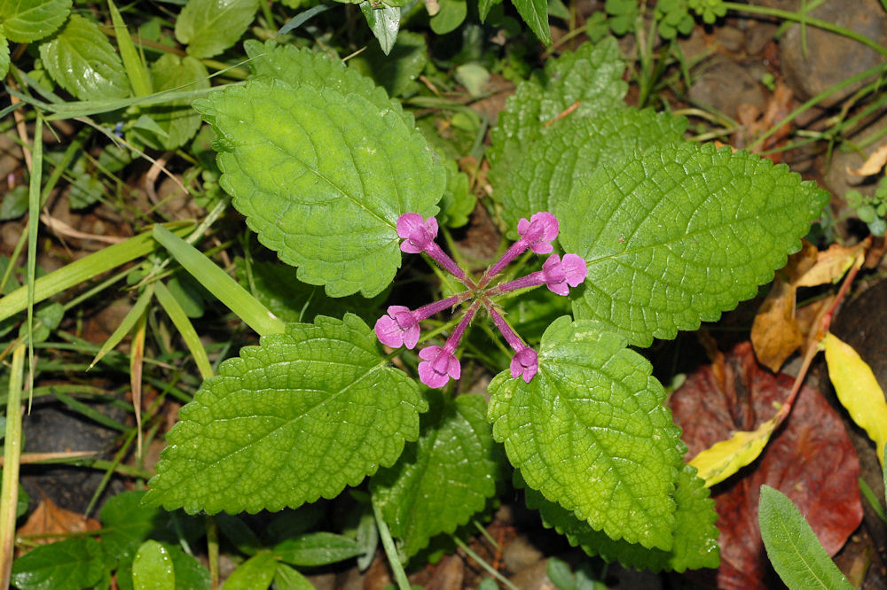 Great Hedge-Nettle 