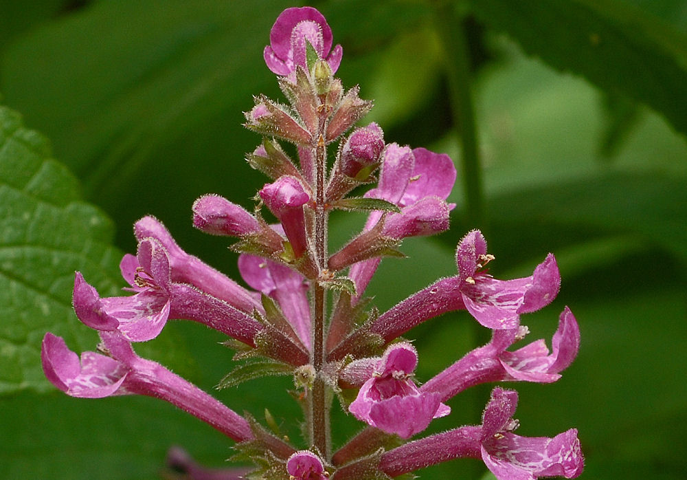 Great Hedge-Nettle 