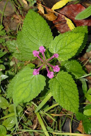 Great Hedge-Nettle