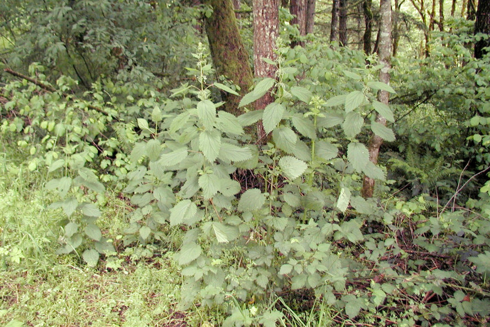 Stinging Nettle 