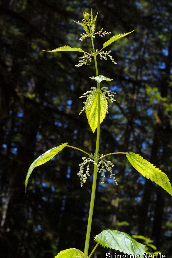 Stinging Nettle 