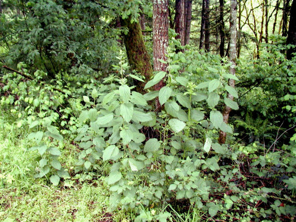 poison oak leaf. poison oak for that honor.