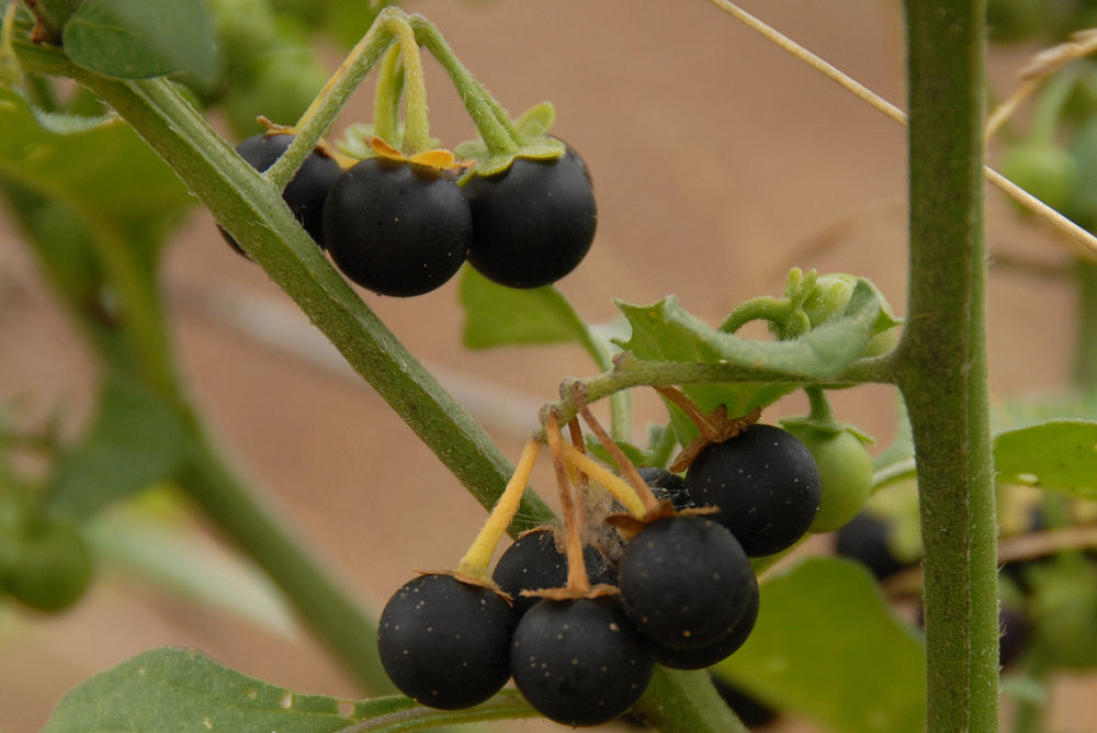 Black Nightshade  - Wildflowers Found in Oregon