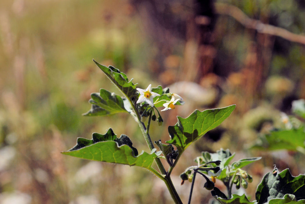 Black Nightshade Wildflowers Found in Oregon