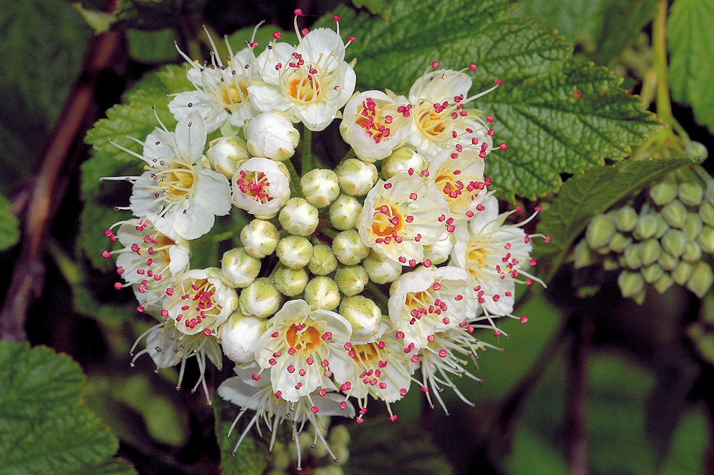 Pacific Ninebark 