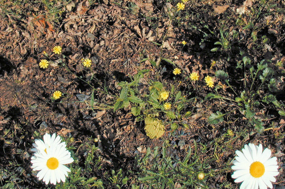 Nipplewort 