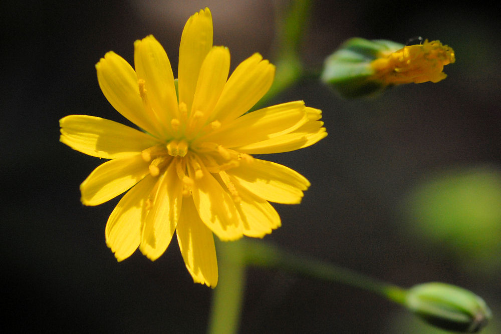 Nipplewort Flower 