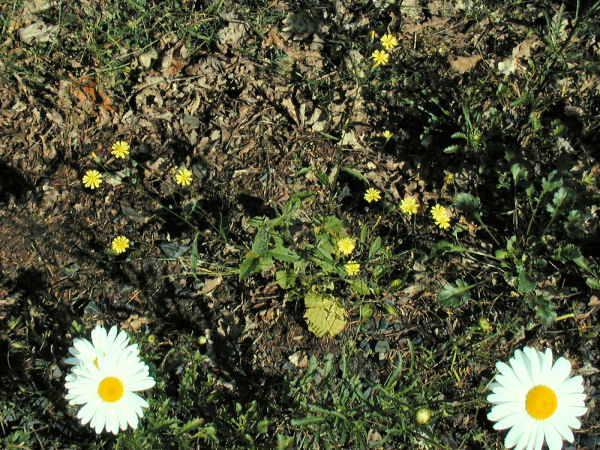 Nipplewort