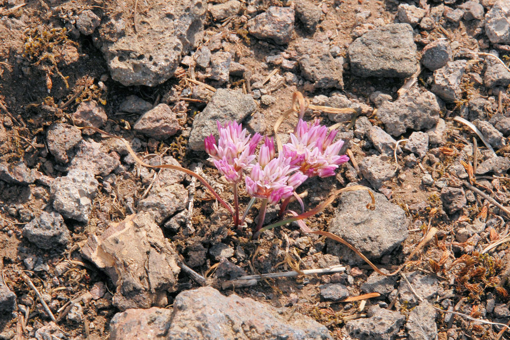 Dwarf Onion 