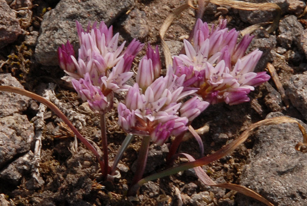 Dwarf Onion 