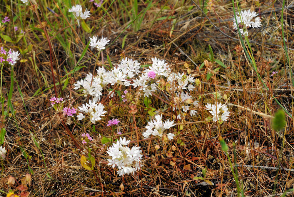 Slimleaf Onion 