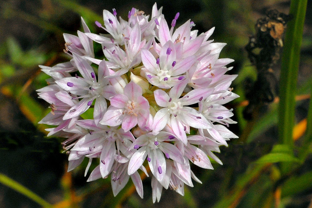 Slimleaf Onion 