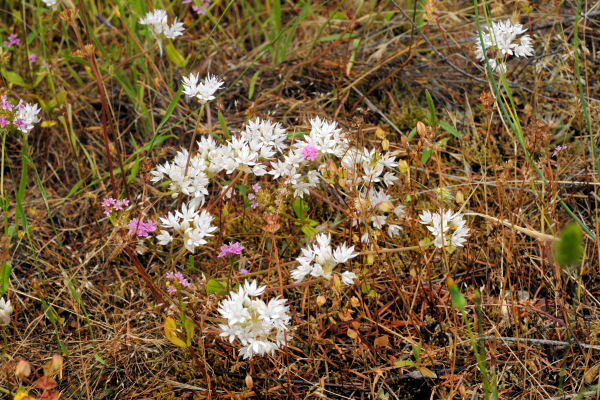 Slimleaf Onion