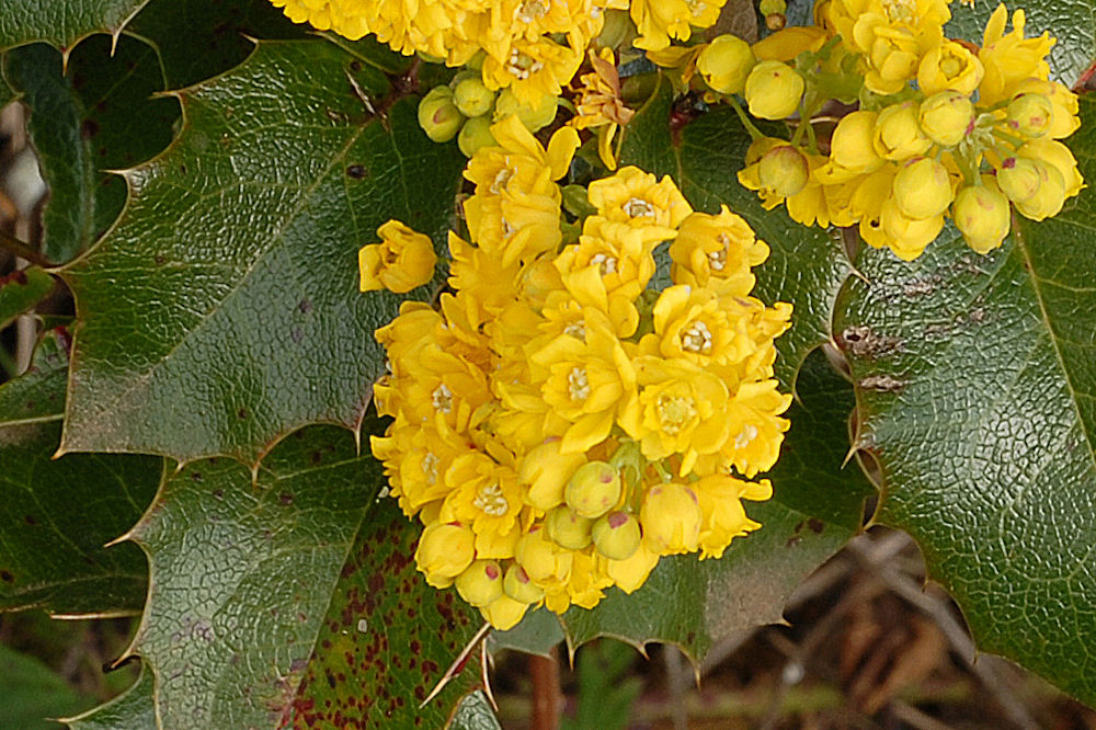 Oregon Grape Blossom